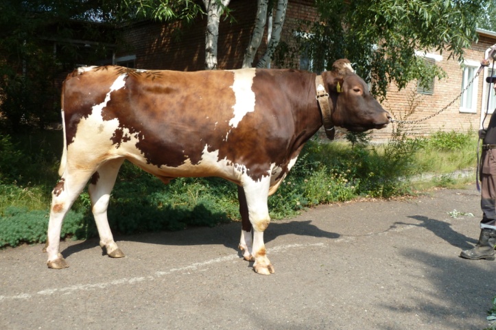 БАРНИ  39993 ET КСГФ-267